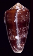 Conus floccatus